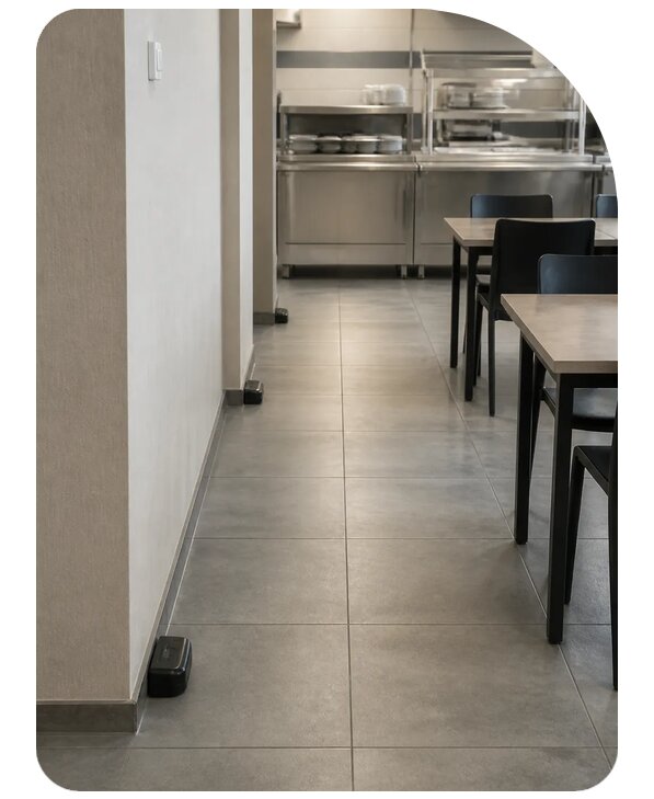 Дератизация столовой в Ленинске-Кузнецком под ключ от 5111 р. | Сенат-Лнн